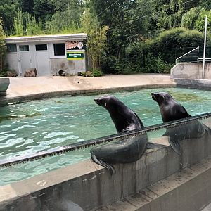 South african fur Seals