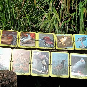 Walkthrough Aviary Signage