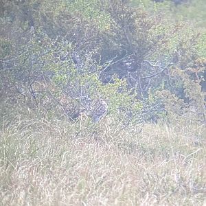 displaying great snipe flatruet  northen sweden 2022