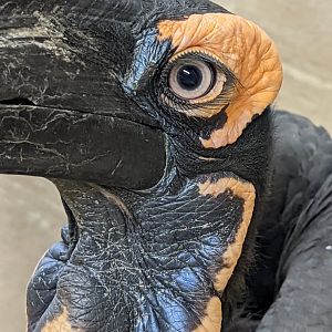 Southern Ground Hornbill at the Greensboro Science Center