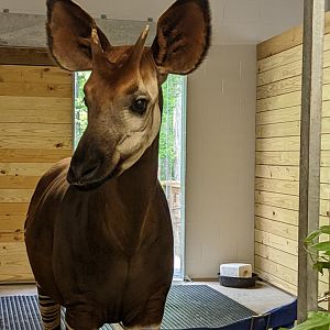 Okapi at the Greensboro Science Center
