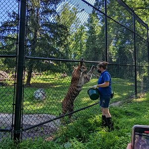 Tiger demonstration at the Greensboro Science Center