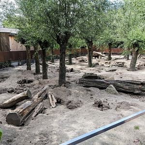 Crested porcupine and Banded mongoose enclosure