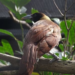 Lesser or Raggiana bird-of-paradise?