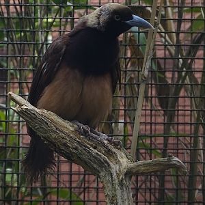 Lesser or Raggiana bird-of-paradise?