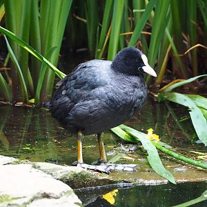 Wild Eurasian coot (Fulica atra), 2022-05-26