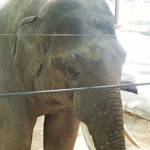 Asian elephant (Elephas maximus), 2022-05-26
