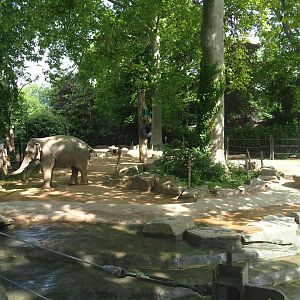 Asian elephant paddock, 2022-05-26