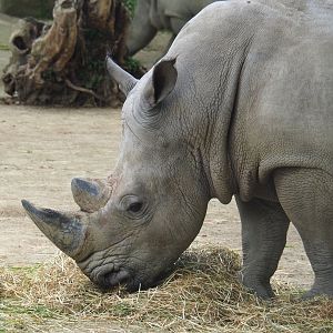 Southern white rhinoceros (Ceratotherium simum simum), 2022-05-26