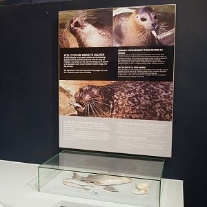 Educational display on harbor seal nutrition and biology, 2022-05-26