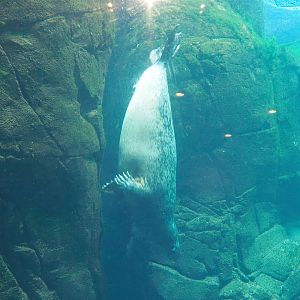 Eastern Atlantic harbour seal (Phoca vitulina vitulina) swimming underwater, 2022-05-26
