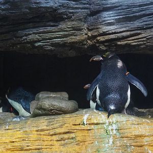Macaroni penguin (Eudyptes chrysolophus), 2022-05-26