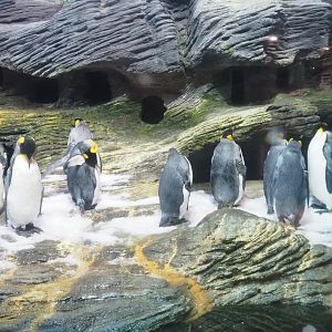 King penguins (Aptenodytes patagonicus), 2022-05-26