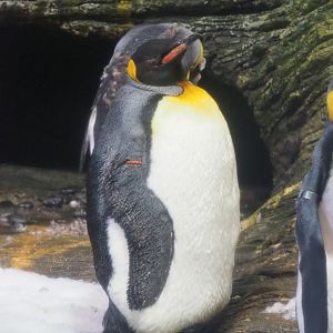 King penguin (Aptenodytes patagonicus), 2022-05-26