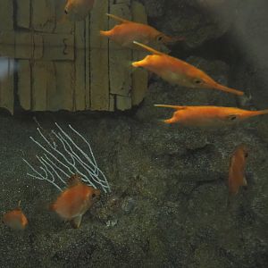 Longspine snipefish (Macroramphosus scolopax) and Boarfish (Capros aper), 2022-05-26