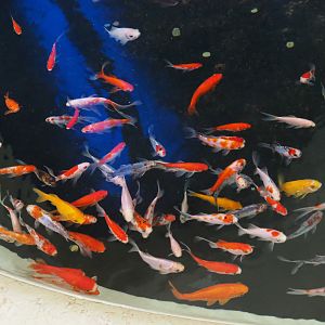 Goldfish (Carassius auratus), 2022-05-26