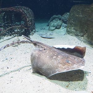Thornback ray (Raja clavata), 2022-05-26