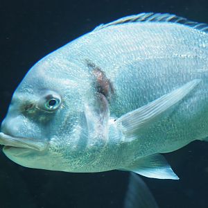 Gilthead seabream (Sparus aurata), 2022-05-26
