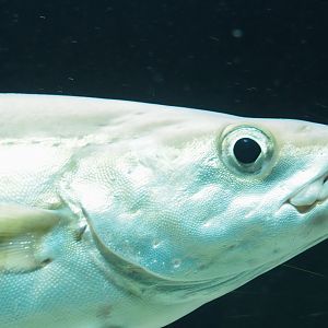 Atlantic pollock (Pollachius pollachius), 2022-05-26