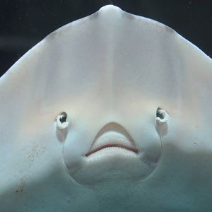 Underside of a Thornback ray (Raja clavata), 2022-05-26