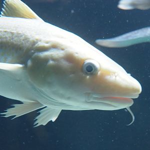 Atlantic cod (Gadus morhua), 2022-05-26