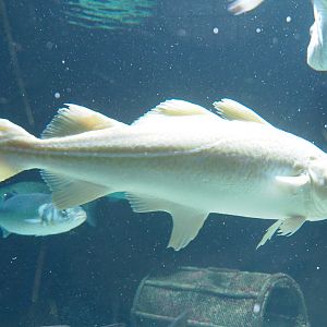 Atlantic cod (Gadus morhua), 2022-05-26