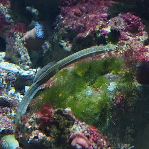 Greater pipefish (Syngnathus acus), 2022-05-26