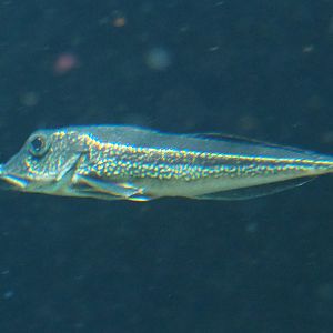 Grey gurnard (Eutrigla gurnardus), 2022-05-26