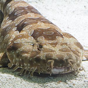 Spotted wobbegong (Orectolobus maculatus), 2022-05-26