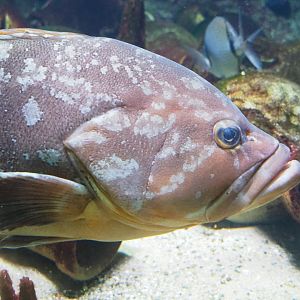 Dusky grouper (Epinephelus marginatus), 2022-05-26