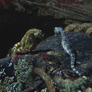 Pot-bellied seahorses (Hippocampus abdominalis), 2022-05-26