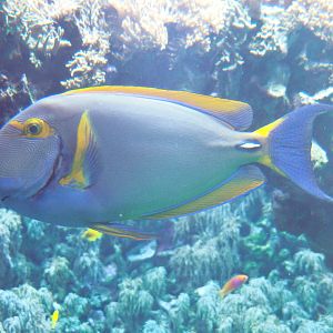 Eye-stripe surgeonfish (Acanthurus dussumieri), 2022-05-26