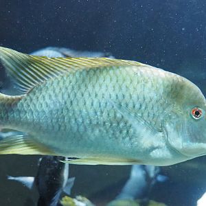 Mamfe tilapia (Coptodon species "Mamfe"), 2022-05-26