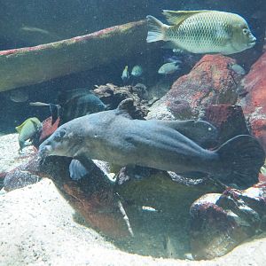 View in the African rivers tank, 2022-05-26