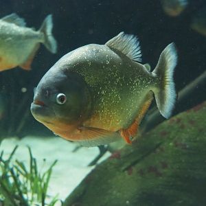 Red-bellied piranha (Pygocentrus nattereri), 2022-05-26