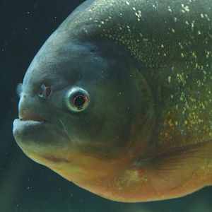 Red-bellied piranha (Pygocentrus nattereri), 2022-05-26