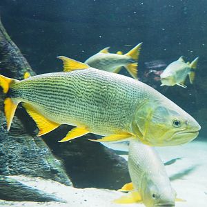 Golden Dorado (Salminus brasiliensis), 2022-05-26
