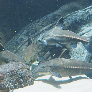 Ripsaw catfishes (Oxydoras niger), 2022-05-26