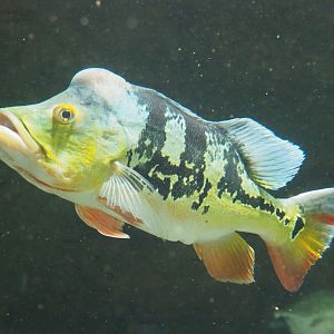 Peacock bass (Cichla monoculus), 2022-05-26