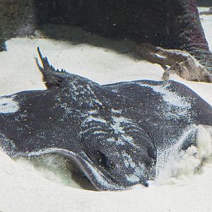 Ocellate river stingray (Potamotrygon motoro), 2022-05-26