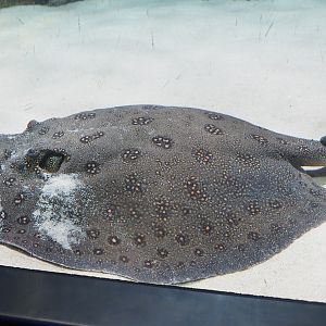 Ocellate river stingray (Potamotrygon motoro), 2022-05-26