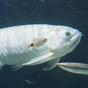 Asian bonytongue (Scleropages formosus), 2022-05-26