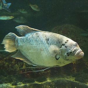 Giant gourami (Osphronemus goramy), 2022-05-26