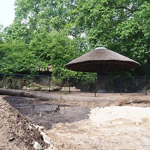 Renovation of former kangaroo exhibit to babyrusa exhibit, 2022-05-26
