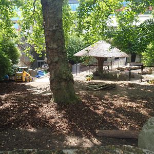 Renovation of former kangaroo exhibit to babyrusa exhibit, 2022-05-26