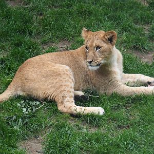 Young African lion (Panthera leo), 2022-05-26