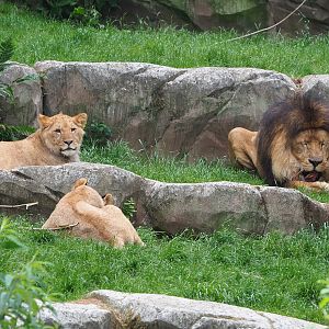 African lions (Panthera leo), 2022-05-26