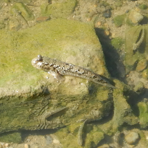 Silverlined Mudskipper