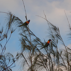 Rainbow Lorikeet