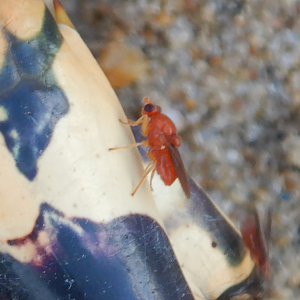 Pemphigonotus mirabilis